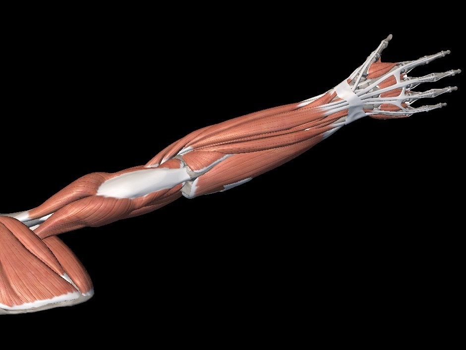 解剖学-上肢