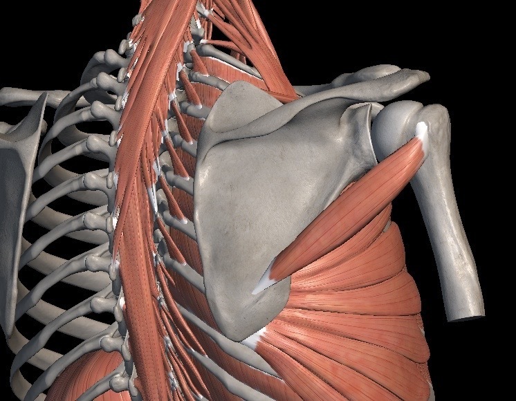 解剖学-肩甲骨