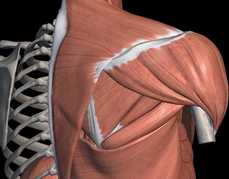 解剖学-肩関節