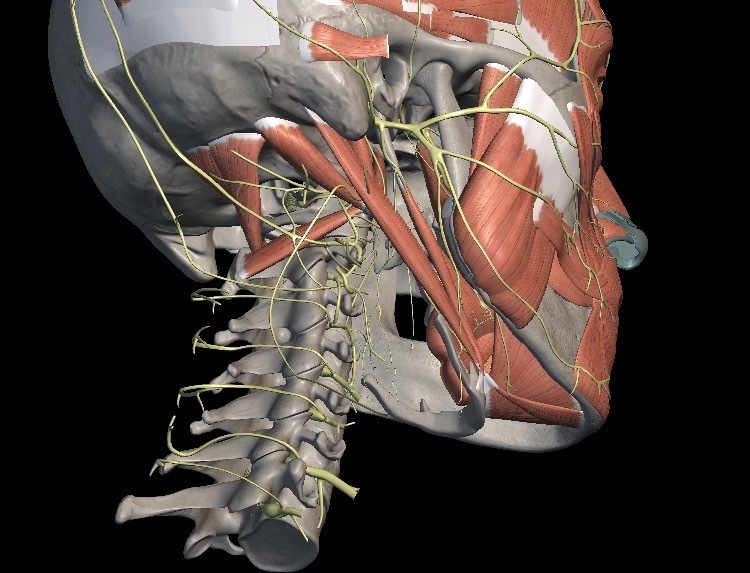 解剖学-頸部